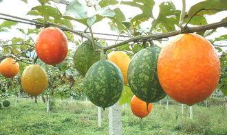 大白吊瓜怎么吃,解锁美味新体验