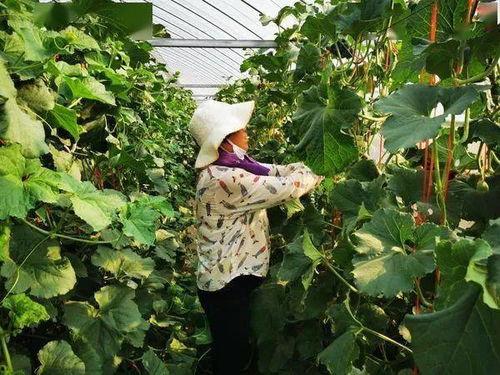 马吃蜜瓜,夏日田园风光无限