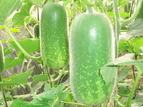 东辰雪见吃瓜,揭秘娱乐圈幕后真相