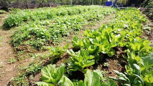 鹅吃瓜菜吗,揭秘它们是否吃瓜菜