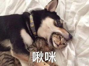 厦门吃瓜的狗子图片,吃瓜狗子萌态十足，捕获网友镜头