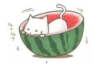 球球带你吃瓜,一网打尽热门瓜果美食