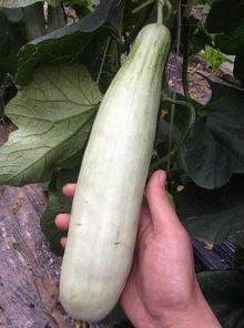 吃西湖瓜的网红叫什么,揭秘瓜界新宠背后的故事