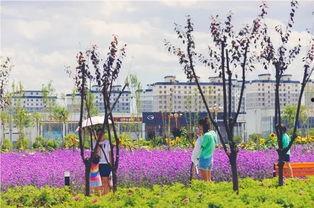 花海网红打卡基地图片,梦幻视觉盛宴，网红基地全景解析