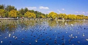 翠湖公园老年迪斯科网红,老年迪斯科舞步，点燃网红新潮流