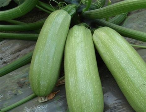 吃白砂瓜有什么好处,夏日消暑养生，四大益处尽享清凉